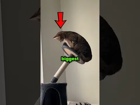 The Biggest Cat Fails 🐈