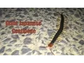 Download Lagu Japanese Giant Centipede