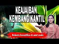 Lagu keajaiban dunia...! KASIAT KEMBANG KANTIL SEJUTA UMAT WARISAN LELUHUR JAWA