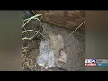 Evidence photos autopsy reports released in Celis Gonzales murder investigations