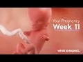 Download Lagu 11 Weeks Pregnant - What to Expect