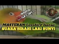 Masteran lovebird jantan birahi bunyi full 1 jam nonstop