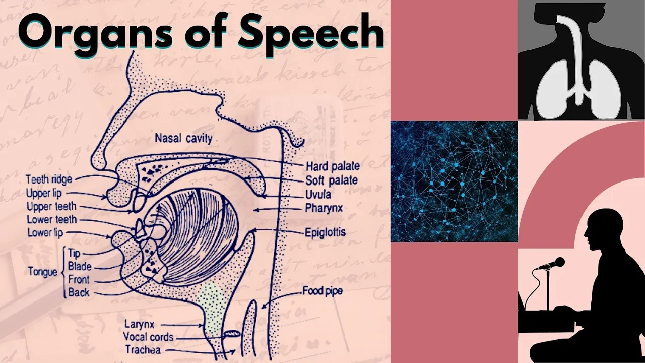 Organs of Speech Part-1 || The Respiratory and Phonatory System