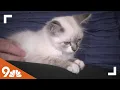 Petline9 Colorado Feline Foster Rescue