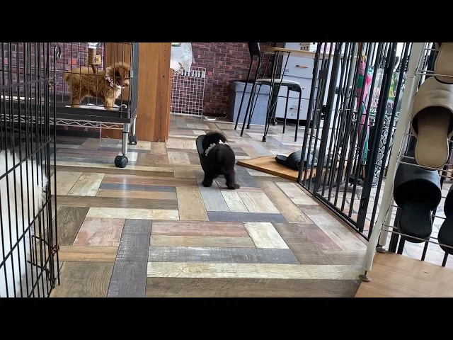 動画