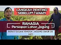 STOP! Jangan Tanam Jagung Sebelum Lihat ini Rahasia Persiapan Lahan: Bebas Gulma Jagung Umur 20 HST!