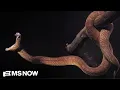 HBO s Monsters of God Inside the 1B Illegal exotic reptile smuggling trade