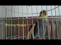 Download Lagu Burung Falk Parkit Australia Berlatih Bernyanyi dan Ngekek Panjang