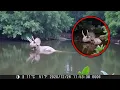 Download Lagu 60 Extinct Animals Caught ALIVE On Camera!