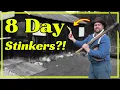 8 Day Stinkers - The Forgotten Gold Rush Fire Starter