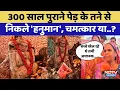 Lagu Kota में 300 साल पूराने पेड़ से निकली हनुमान जी प्रतिमा | Video Viral | Rajasthan Top News
