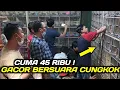DIBANDROL 45 RIBUAN SERASA PUNYA BURUNG CUCAK CUNGKOK HARGA JUTAAN TERNYATA SEMERDU INI SUARANYA