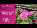 Download Lagu 🌹 David Austin's Princess Anne Rose // AUSkitchen // English Shrub Rose