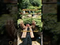 Download Lagu https://open.spotify.com/track/1c9XbSQvY6mvZTMBJApLuu?si=8I1pW7VMR-qzxIvHEI3ipA  Friday 13 June