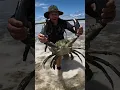 Download Lagu GIANT MUDCRAB barehanded catch for ISLAND SURVIVAL