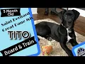 5 Month Old Saint Dane Tito Off Leash Obedience E Collar Training