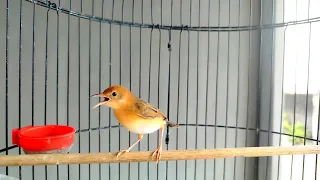 pancingan suara cici padi salome gacor ngeroll 