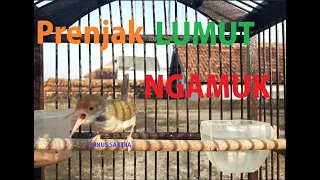 Download Prenjak Lumut Nembak Ngamuk gacor || the sound of birds of moss MP3