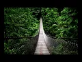 RAIN IN THE WOODS & BIRDS | White Noise For Relaxation, Tinnitus or Sleep | 10 HOURS