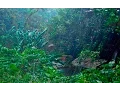 Download Lagu RAIN IN THE WOODS \u0026 BIRDS | White Noise For Relaxation, Tinnitus or Sleep | 10 HOURS