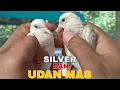 Lagu Cara Membedakan Perkutut Silver Dan Udan Mas