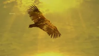 leo rojas el condor pasa matsuri