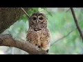 Spotted vs Barred Investigating Hybrid Owls in the West California Academy of Sciences