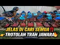 Lagu DI BURU SEMUA‼️ MURAI TROTOL PROSPEK LAYAK NASIONAL‼️ HARGA MURAH DI BANTEN 🔥
