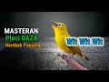 Download Lagu Masteran Pleci GAZA Nembak Wit Wit Wit Panjang