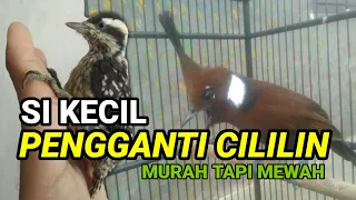 Download MASTERAN PELATUK BERAS PENGGANTI CILILIN MP3