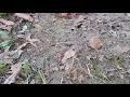 おつかいありさん