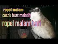 Download Lagu burung trucukan ropel ngotot dimalam hari cocok buat masteran ropel malam