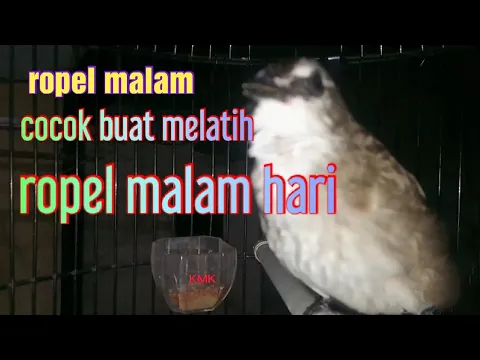 Download MP3 burung trucukan ropel ngotot dimalam hari cocok buat masteran ropel malam