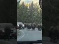 Download Lagu Bison cause traffic jam on road in USA