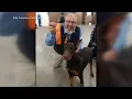 Dog breeder found dead and as many as 10 of his Doberman puppies have vanished