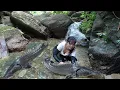 Download Lagu how i catch fish in small streams in the forest. mountain life
