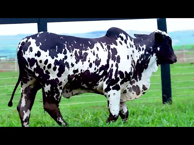 Garrote Nelore Mocho SHFA - 415