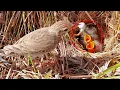 Lagu Pipit bird cleaning nest and her babies!