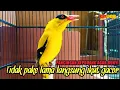 Download Lagu PANCINGAN KEPODANG AGAR BUNYI suara kepodang emas gacor cocok buat pancingan podang agar ikut gacor