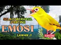 Lagu MASTERAN BURUNG PALING DI CARI !! Baru Diputar Langsung Bikin Lawan Emosi!