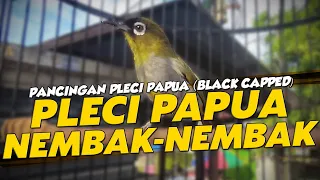 Download TERAPI PLECI PAPUA NEMBAK-NEMBAK (VIDEO LOOPING) MP3