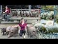 Download Lagu REWIND TIMALSPE -- 299 Days Raising Many Pigs - Selling Many 120KG Pigs, Buy Piglets To Raise