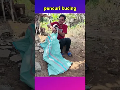 pencuri kucing