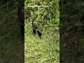 Download Lagu White-breasted Waterhen and Her Chicks 🐥 🐥 at Tampines Eco Green