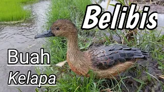 Download Kerajinan BURUNG BELIBIS terbuat dari buah kelapa MP3