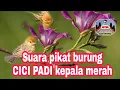 Download Lagu cici padi kepala merah#suara pikat  burung cici padi#masteran cici padi#