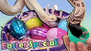 Our Reptiles go on an Easter Egg Hunt!