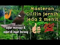 Lagu MASTERAN CILILIN SUARA JERNIH JEDA 2 MENIT | masteran mudah di ingat burung