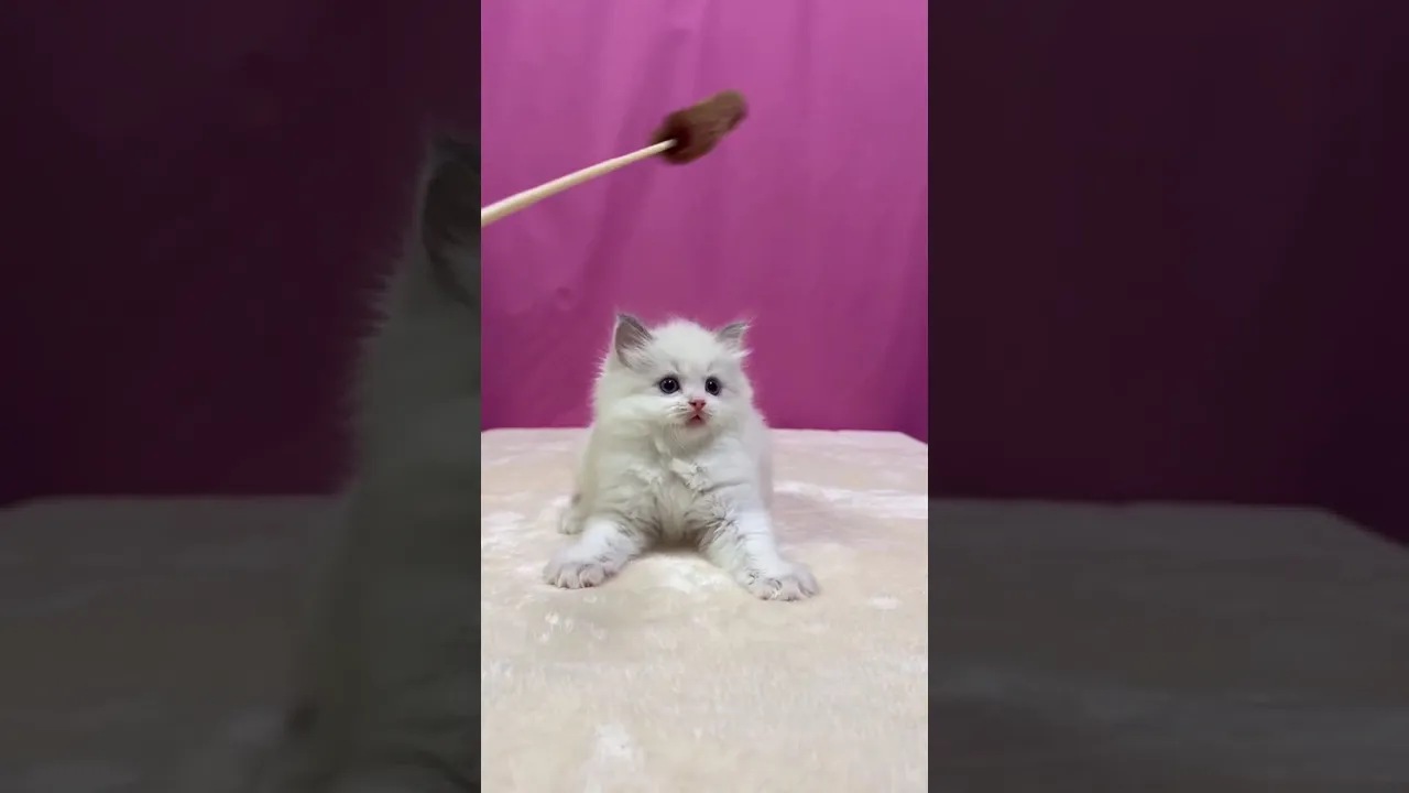 動画