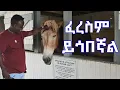Download Lagu Semere Bariaw| ሠመረ ባርያው  | ሰመረ ባሪያው| Bariyaw | Reaction| Lancaster #ምንይላሉ| #new #አዲስ